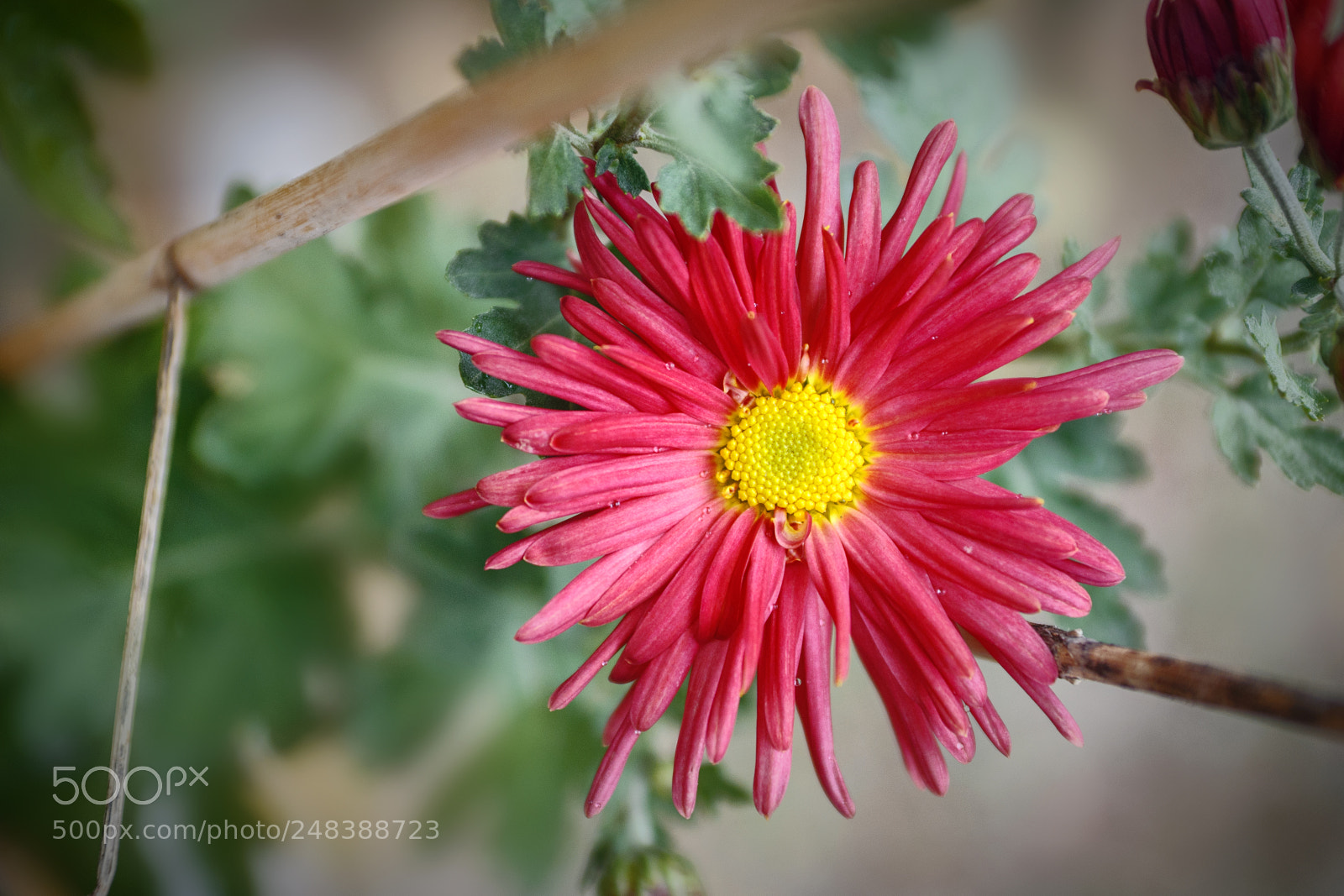 Nikon D90 sample photo. ... photography