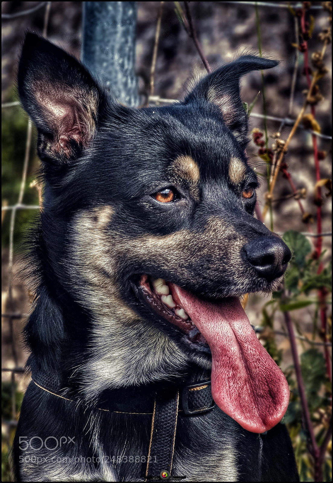Canon EOS 40D sample photo. Turok photography