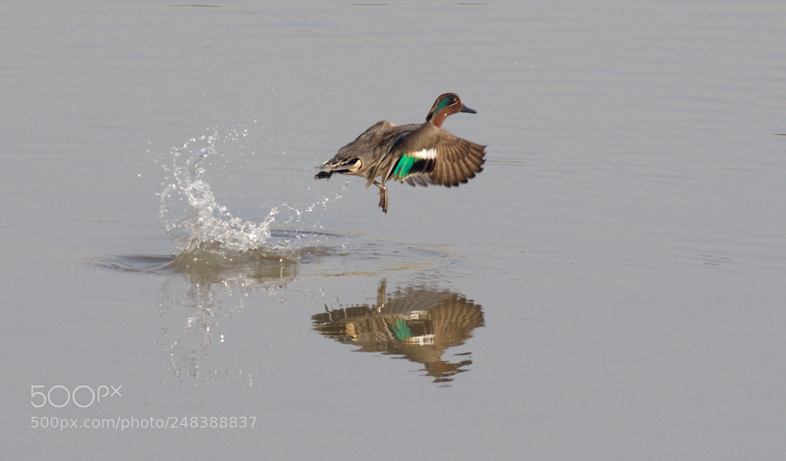 Nikon D500 sample photo. Teal taking off photography