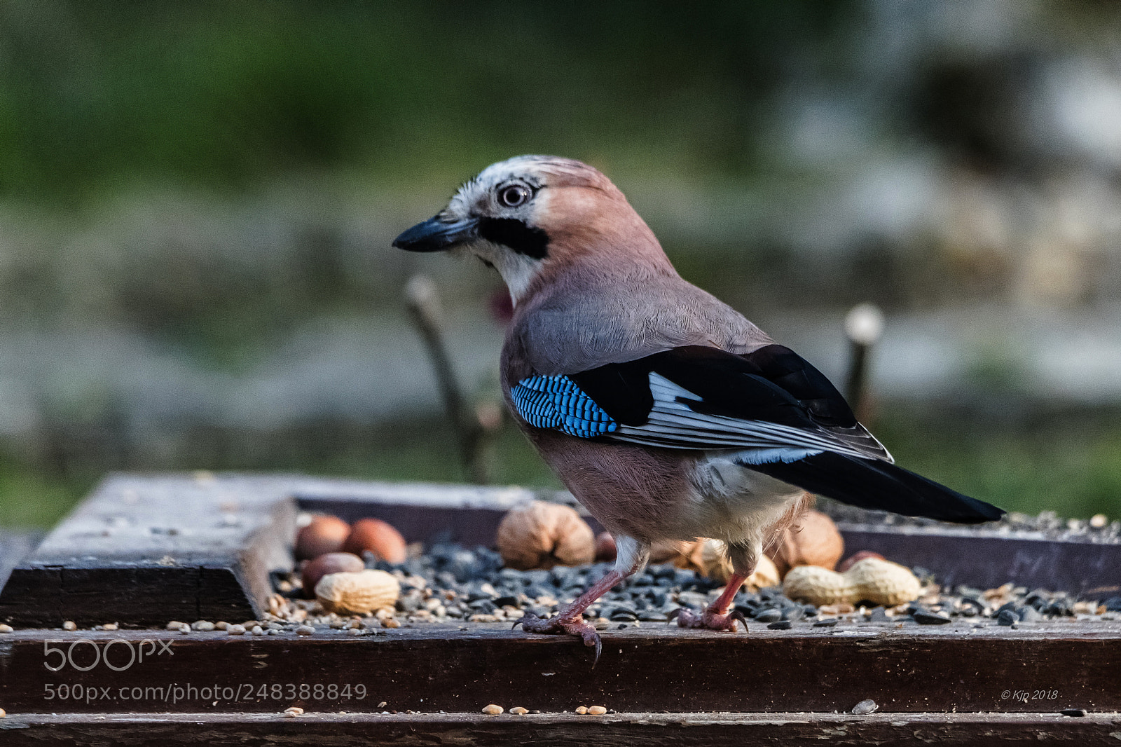 Nikon D850 sample photo. _8a08903_0.jpg photography