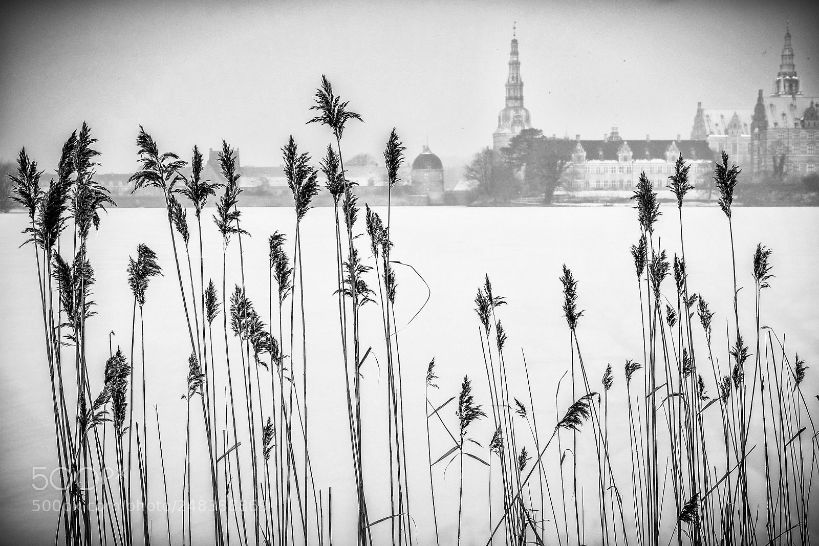 Fujifilm X-Pro2 sample photo. Early morning in fog photography