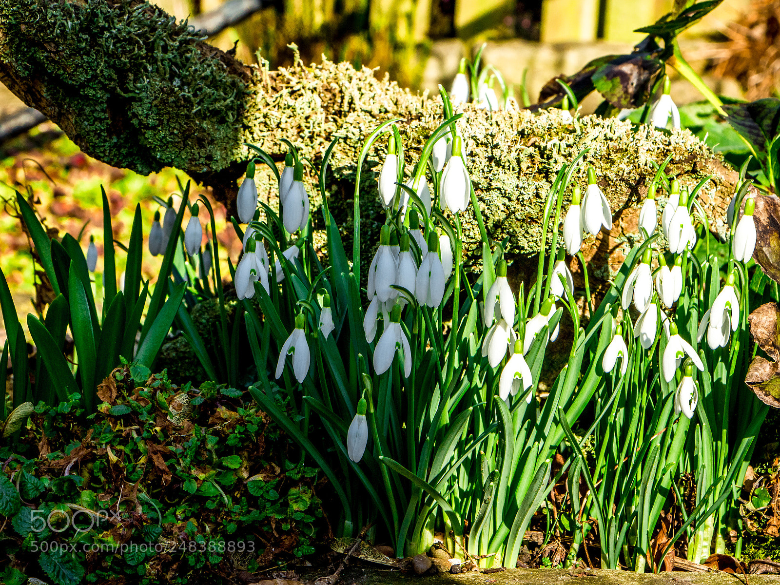 Canon EOS 700D (EOS Rebel T5i / EOS Kiss X7i) sample photo. Wishing for spring photography