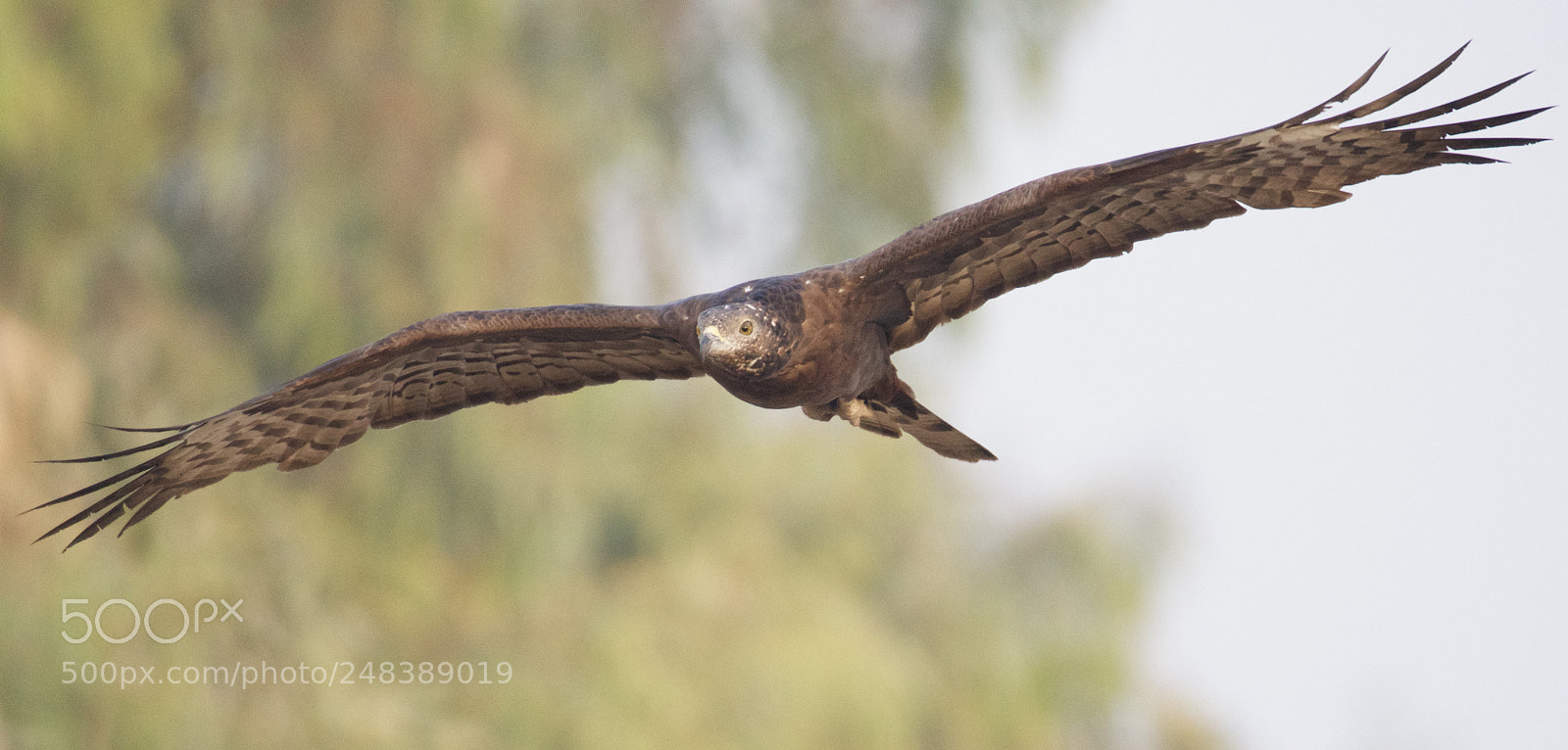 Nikon D500 sample photo. Predator photography