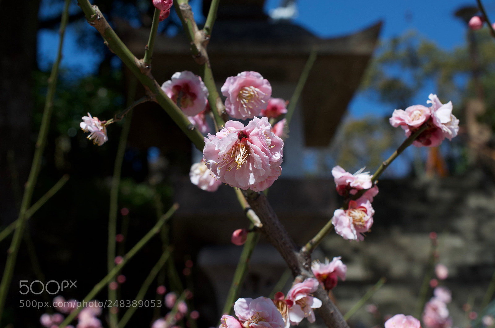 Nikon D90 sample photo. An ume tree photography