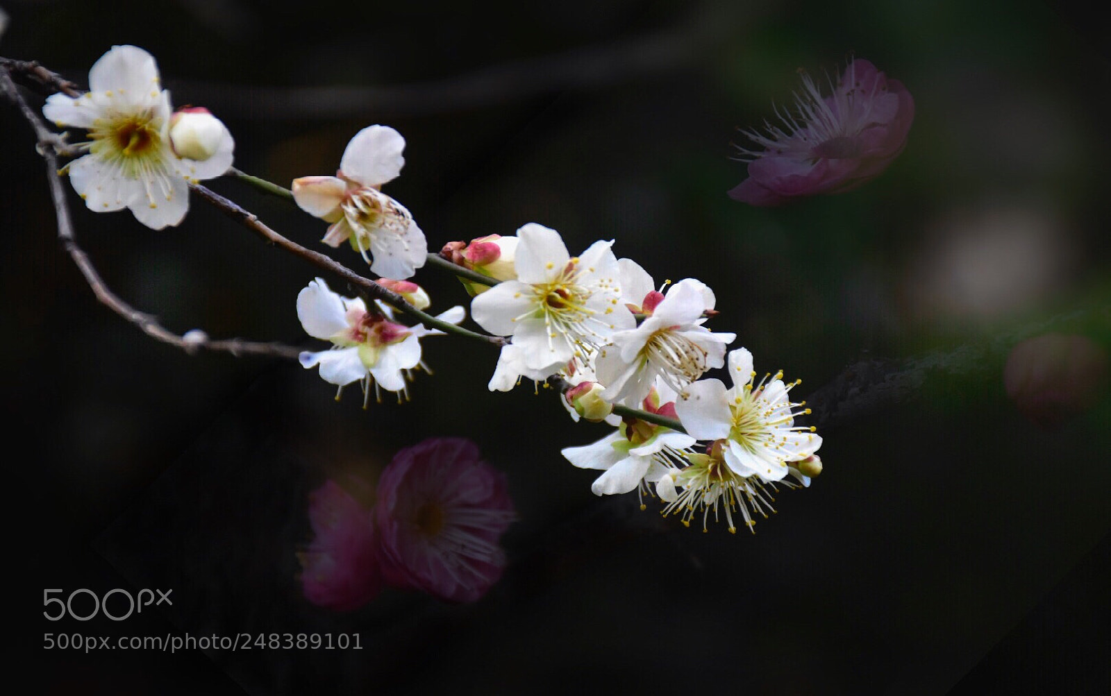 Nikon D5500 sample photo. Spring blooms 5 photography