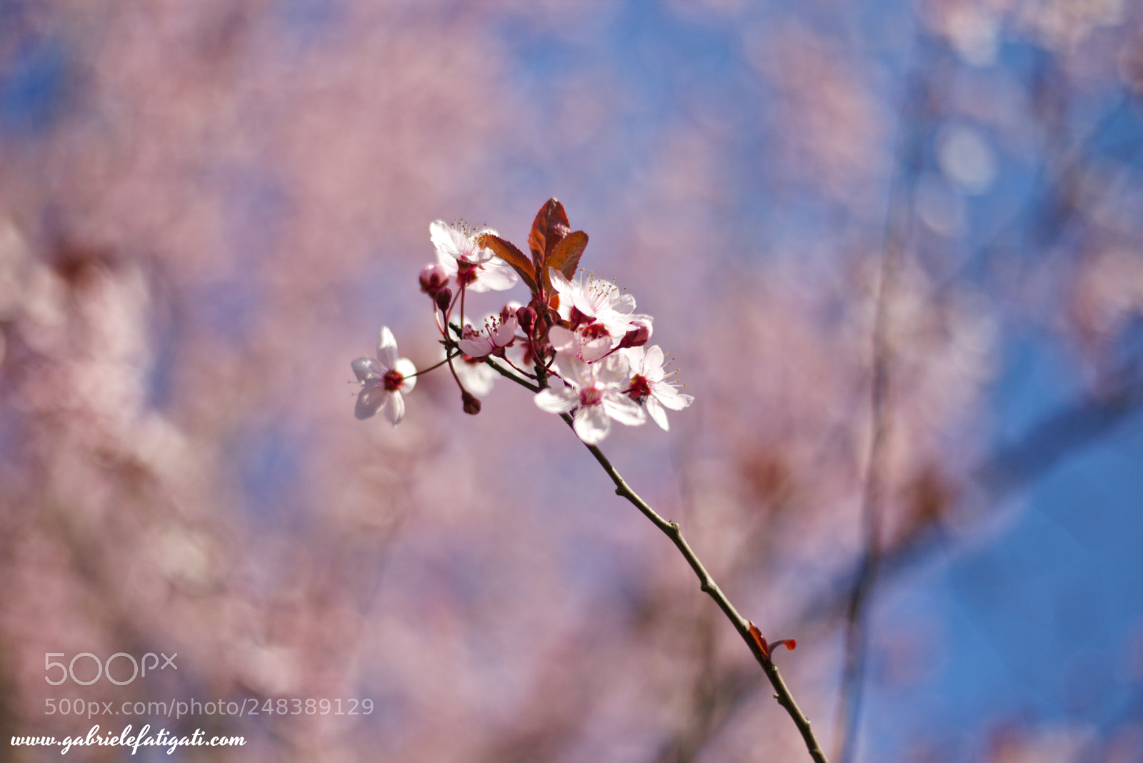 Canon EOS 6D + Canon EF 50mm F1.8 STM sample photo. Incoming spring photography
