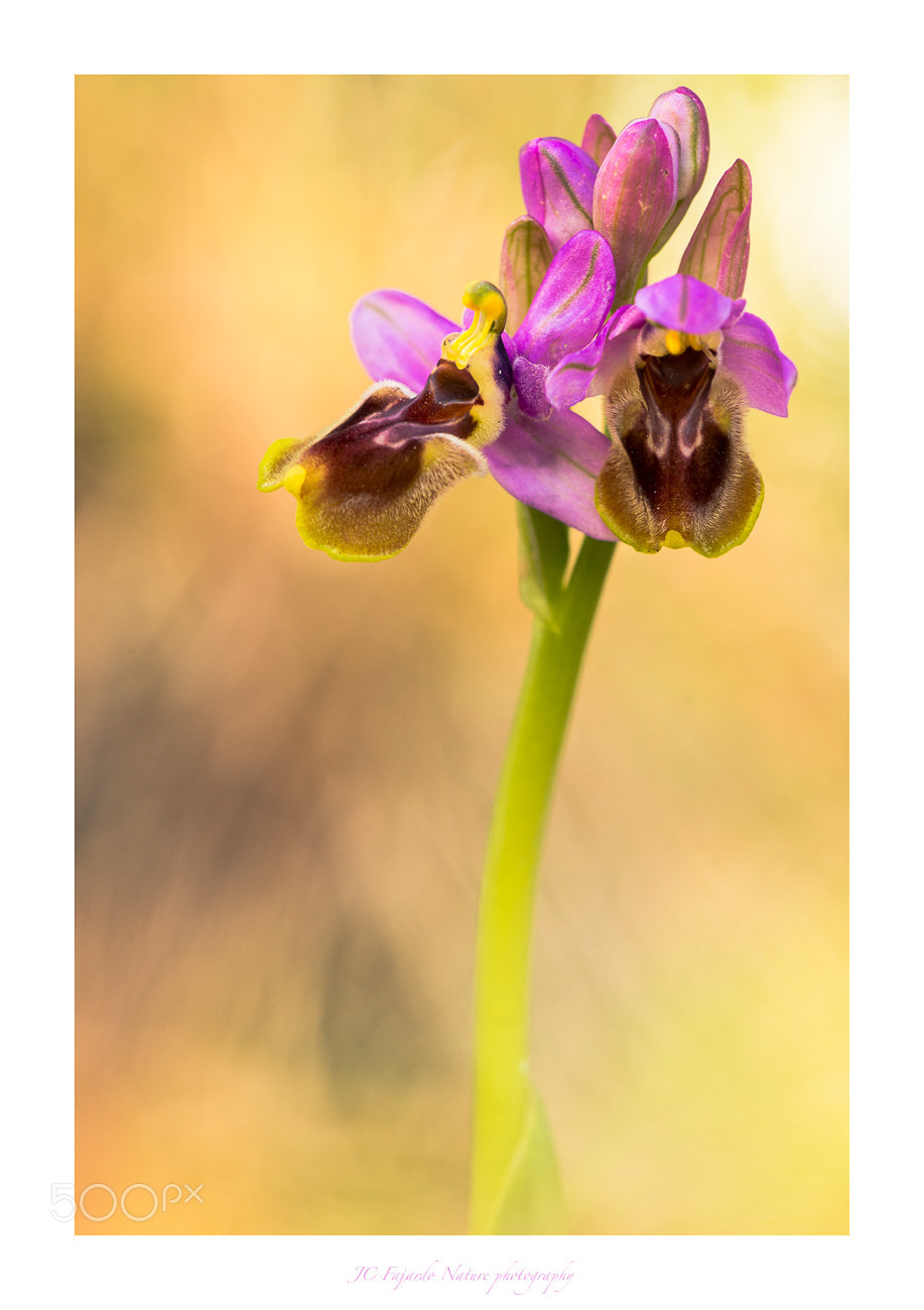 Nikon D800 sample photo. The flower that wanted photography