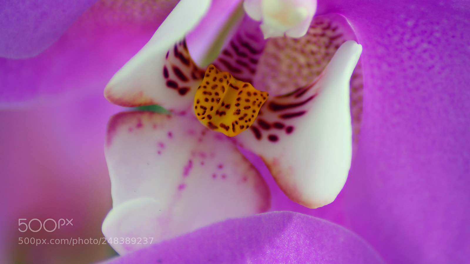 Canon EOS 650D (EOS Rebel T4i / EOS Kiss X6i) sample photo. Orchid photography