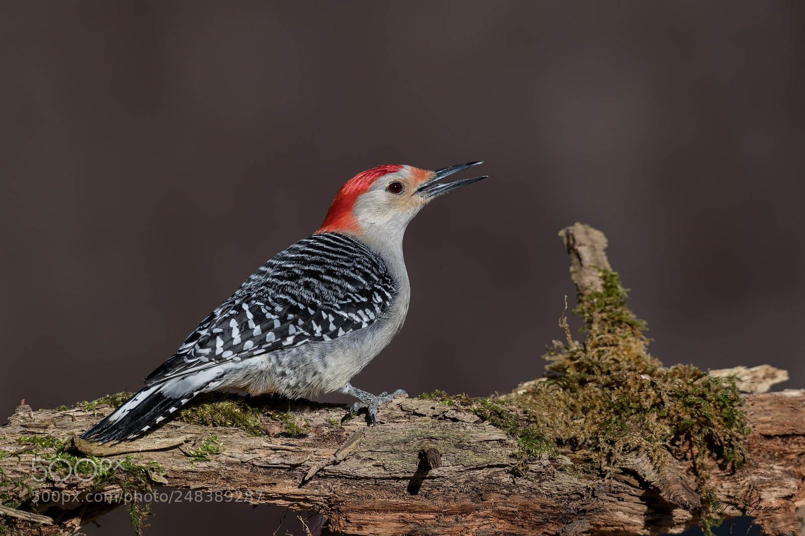 Nikon D850 sample photo. Red-bellied woodpecker photography