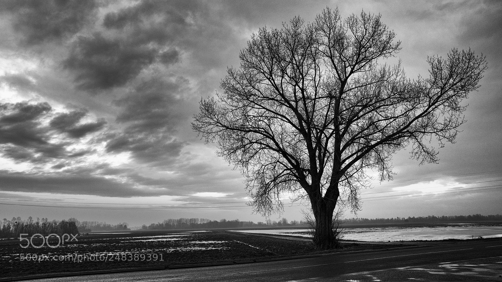 Pentax K-1 sample photo. Tree and wires... photography