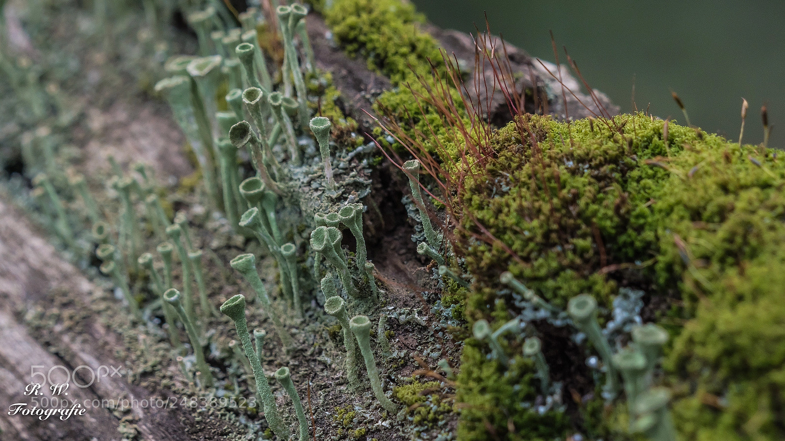 Panasonic Lumix DC-G9 sample photo. Miniaturlandschaft photography