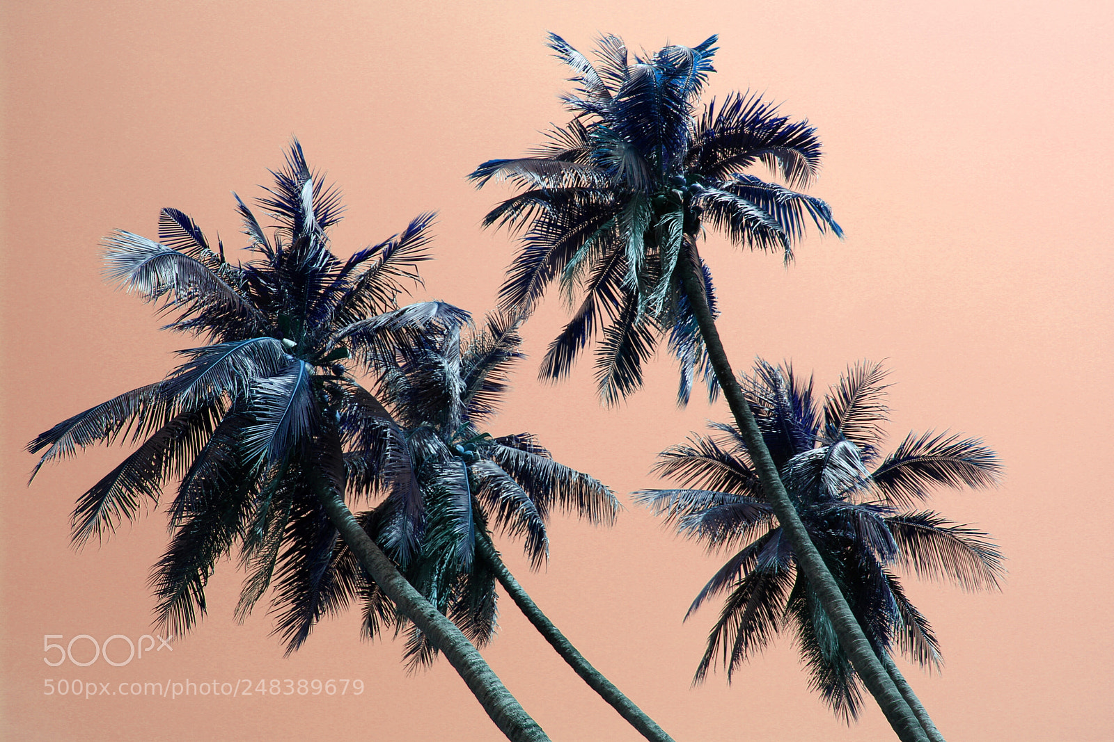 Canon EOS 100D (EOS Rebel SL1 / EOS Kiss X7) sample photo. Palm trees photography