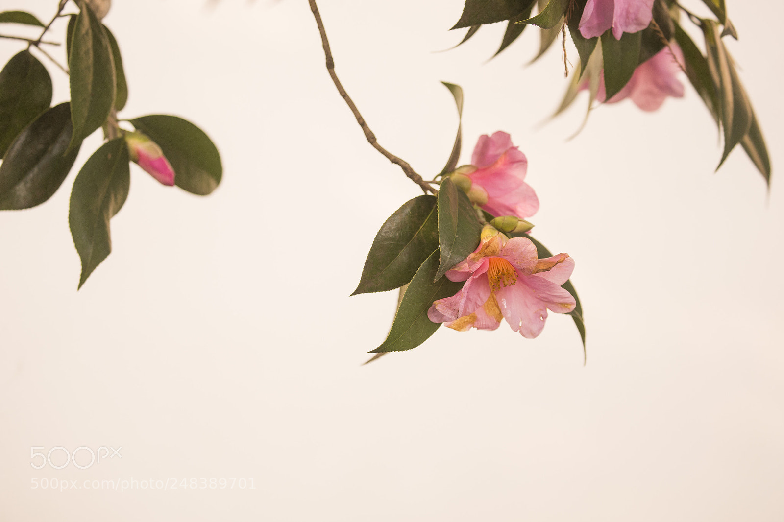 Canon EOS-1D X sample photo. Camellia photography