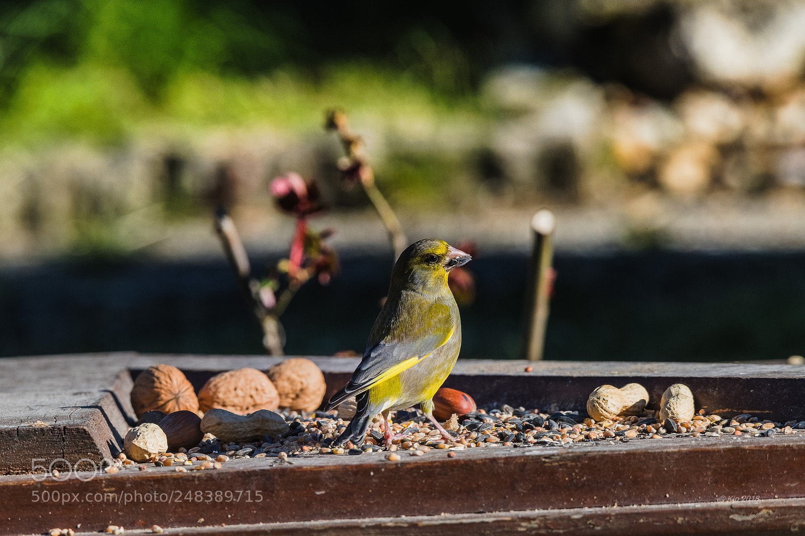 Nikon D850 sample photo. A photography