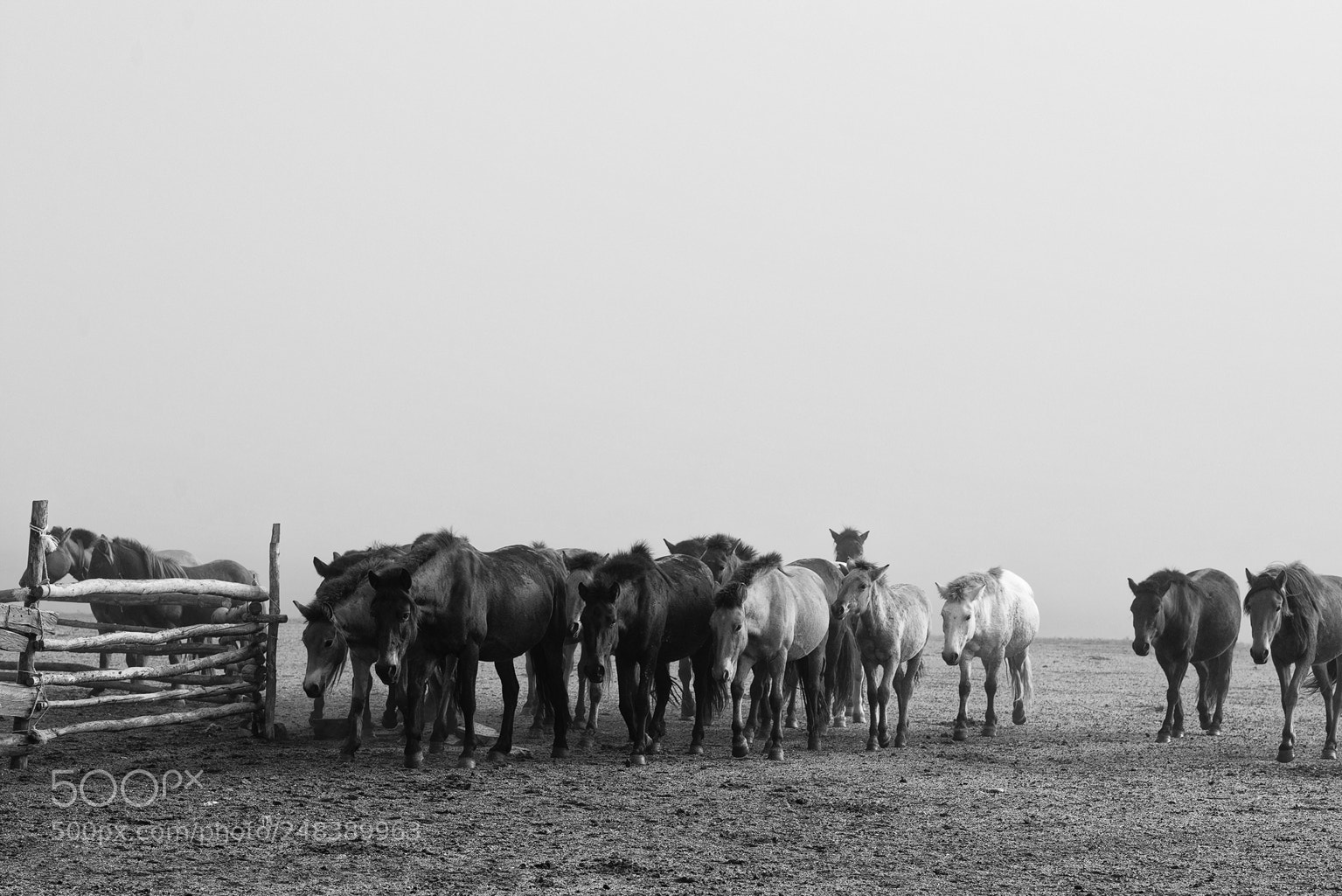 Nikon D800 sample photo. Horses vii photography