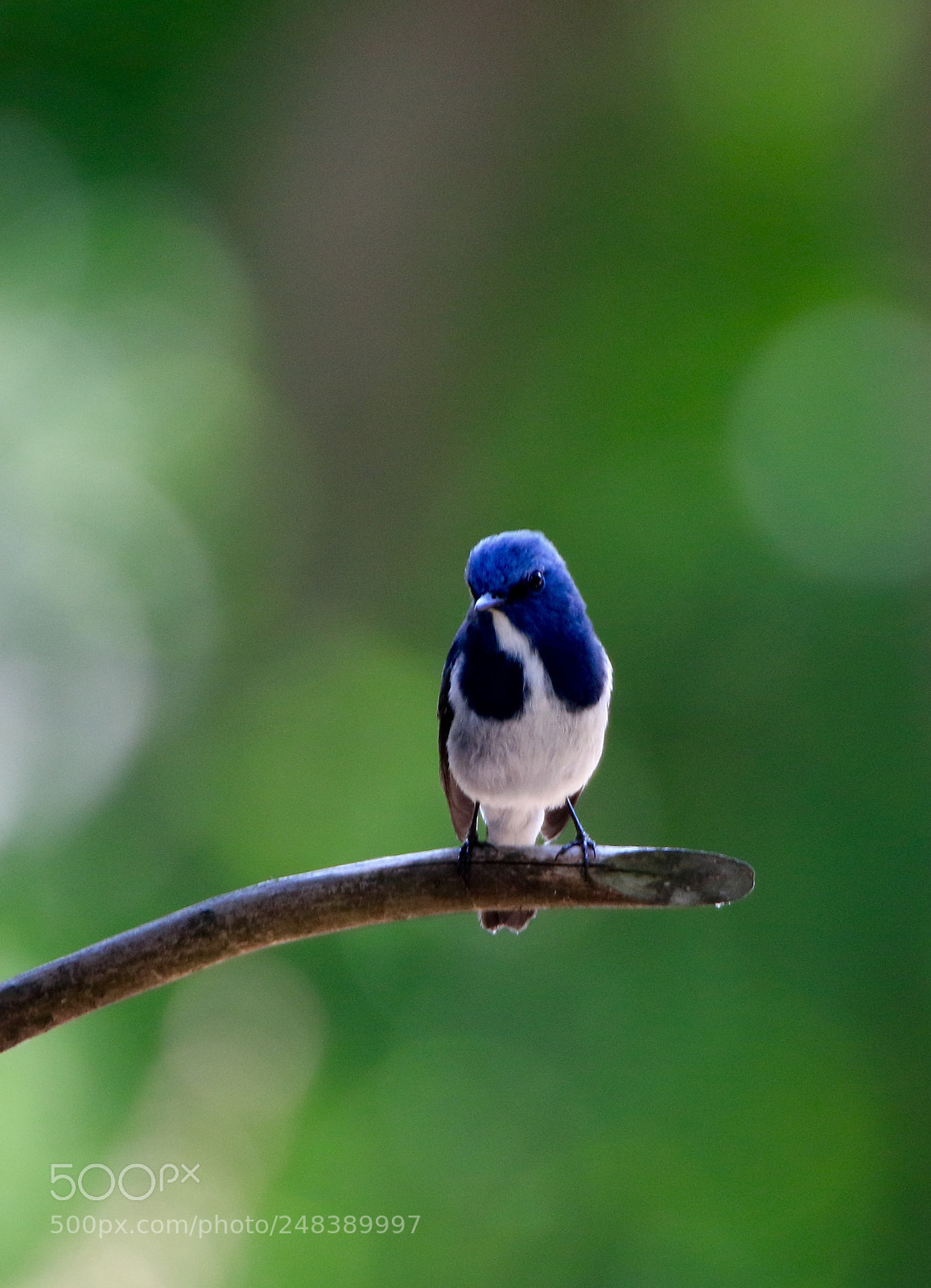 Canon EOS 7D Mark II sample photo. 蓝姬鹟 photography
