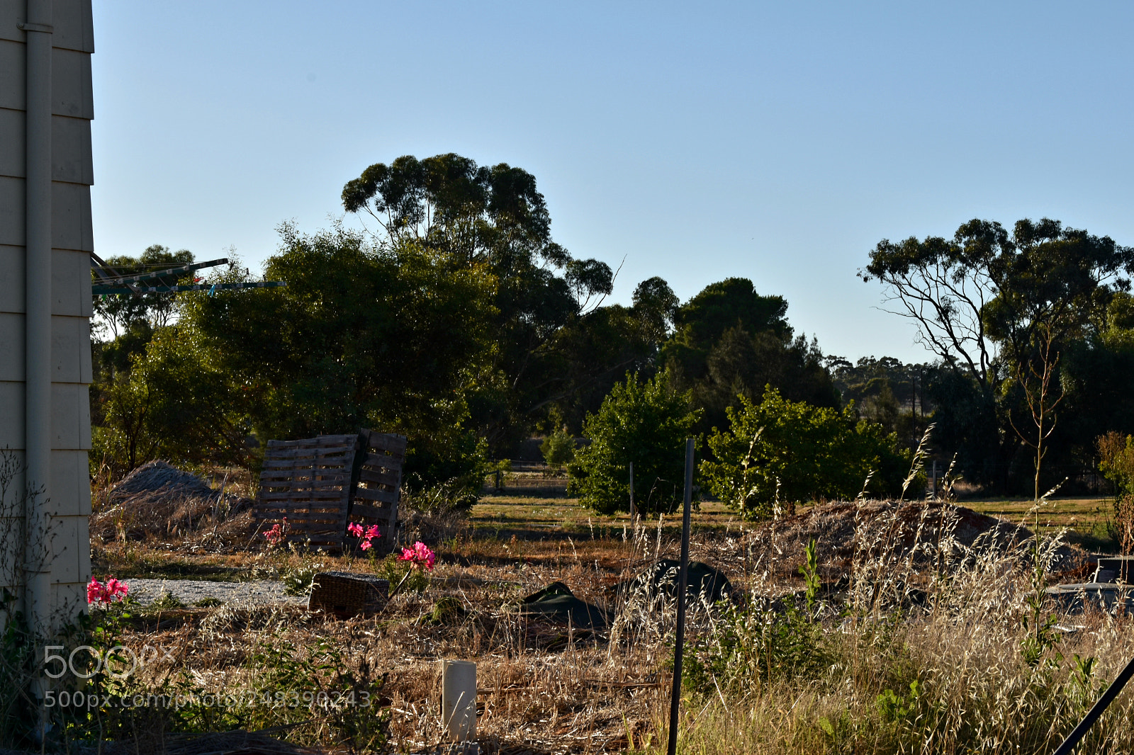 Nikon D5600 sample photo. Backyard of my heart photography