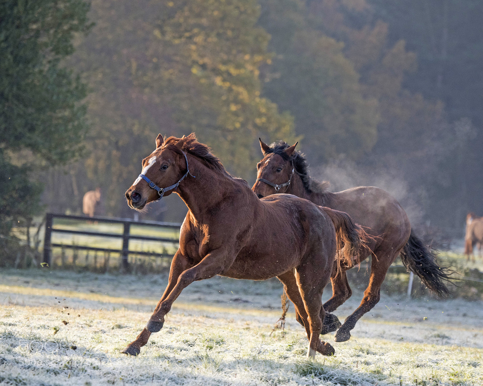 Nikon D810 sample photo. Racing for the fun photography