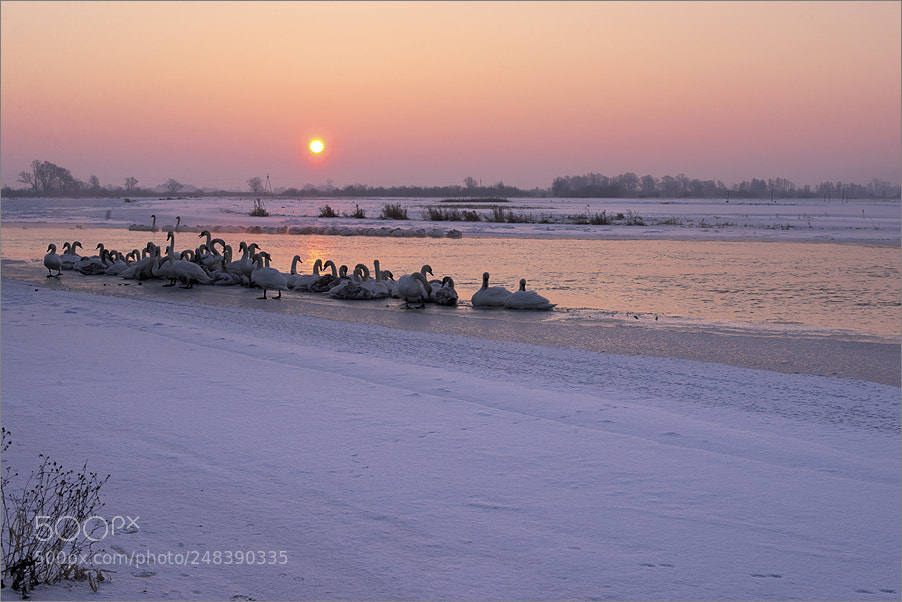 Nikon D610 sample photo. Swan morning photography