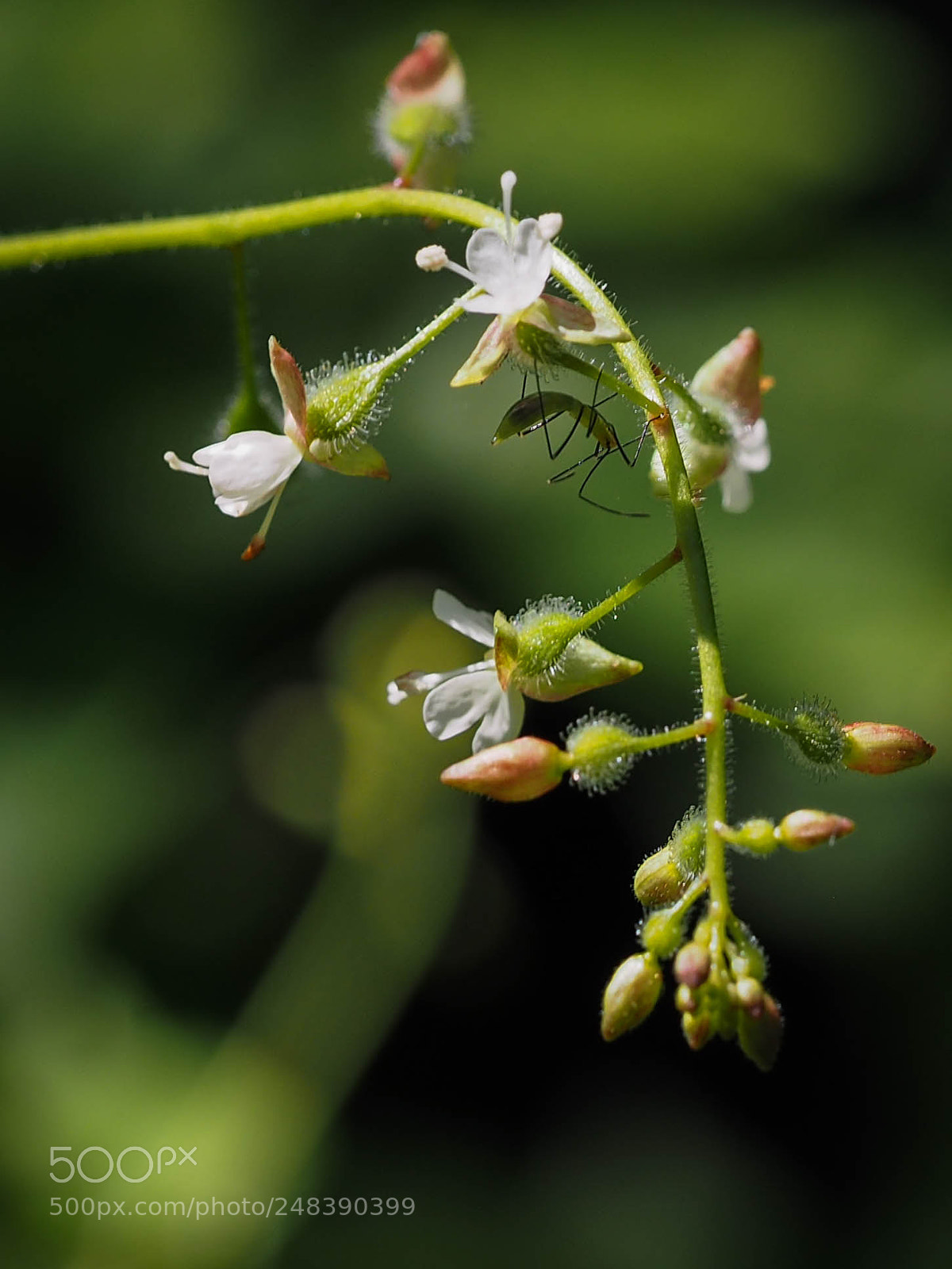 Olympus OM-D E-M1 sample photo. Tiny assassin photography