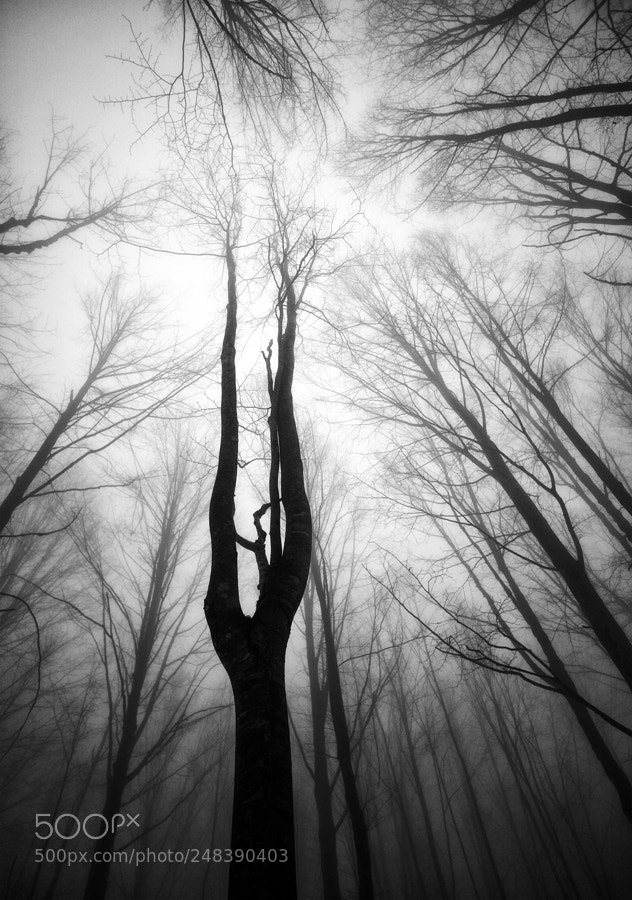 Canon EOS 5D sample photo. Praying hands photography