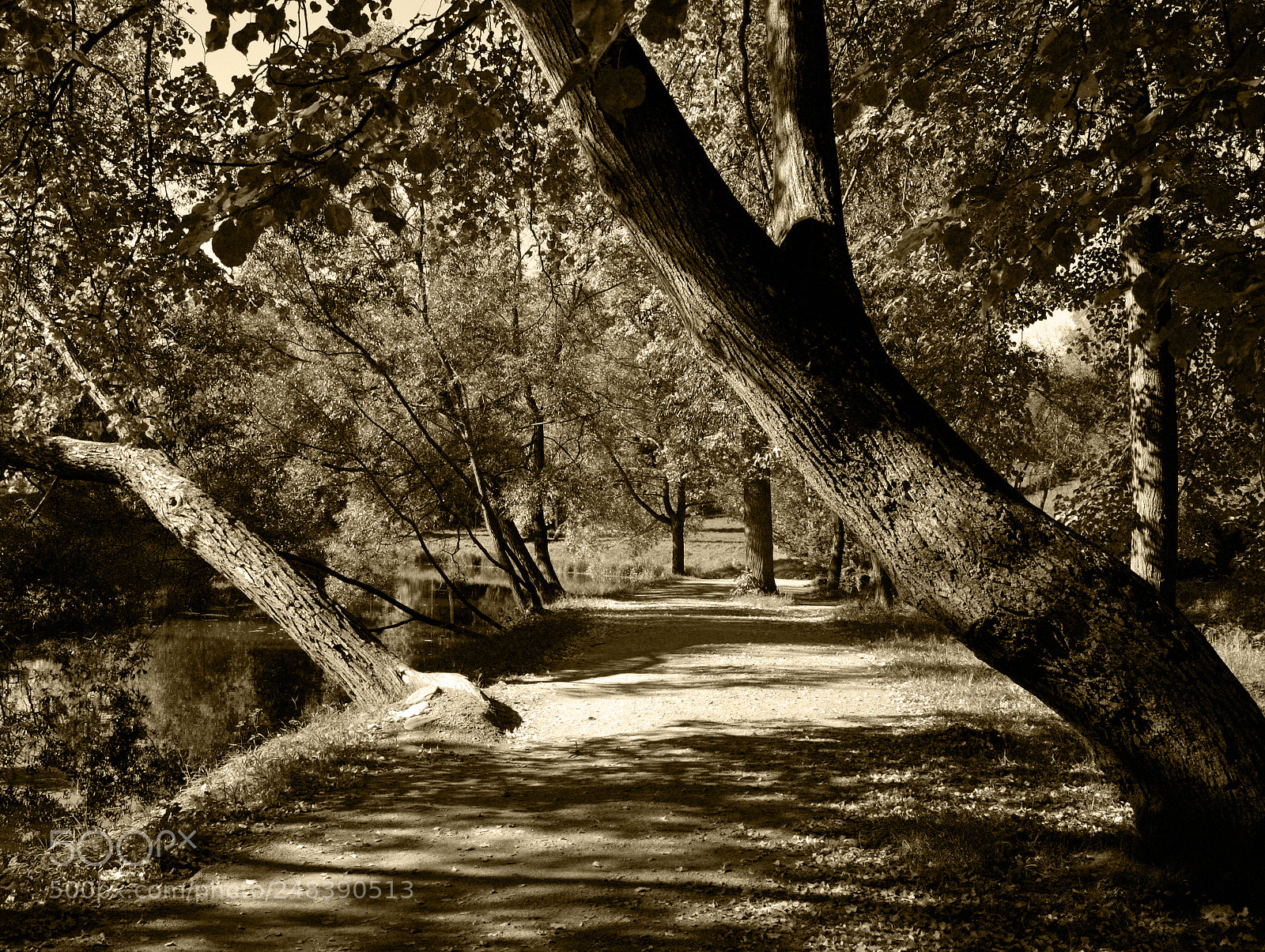 Nikon D60 sample photo. * photography