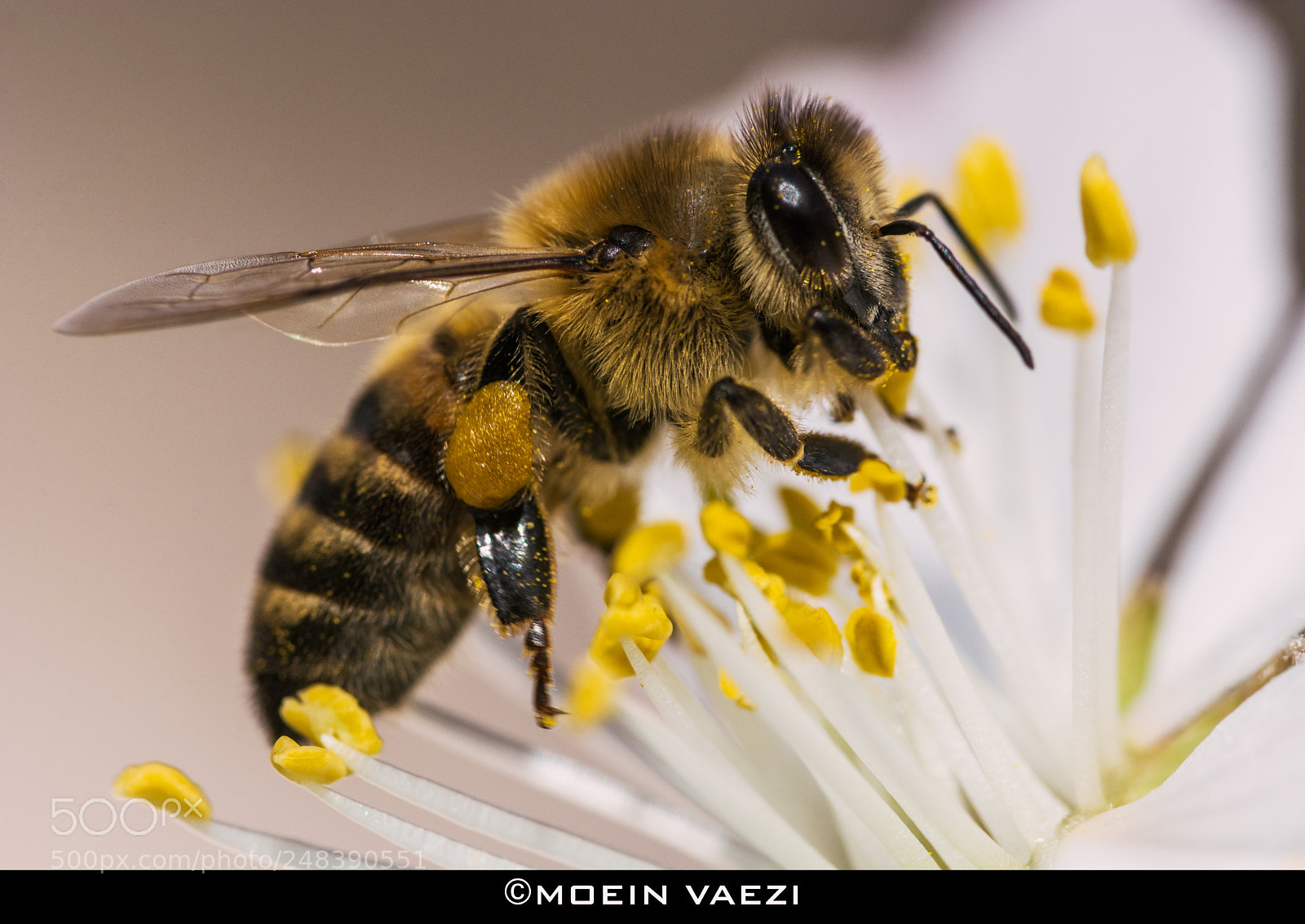 Nikon D7100 sample photo. Bee photography