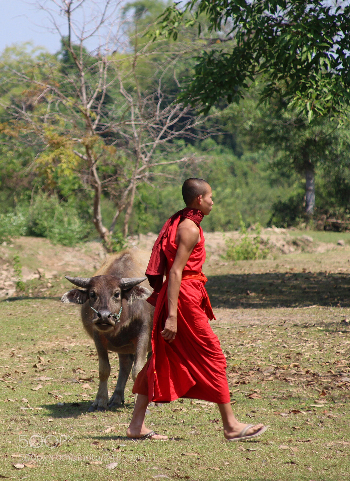 Canon EOS 100D (EOS Rebel SL1 / EOS Kiss X7) sample photo. Buffalo and monk photography