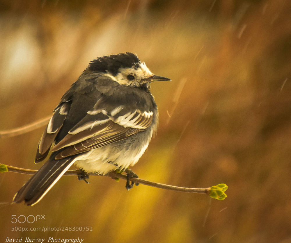 Nikon D7200 sample photo. Pied wagtail, shelter from photography
