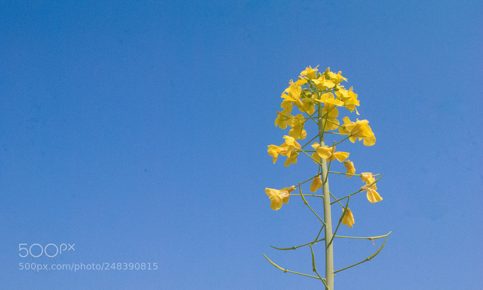 Nikon D3000 sample photo. Psb () photography