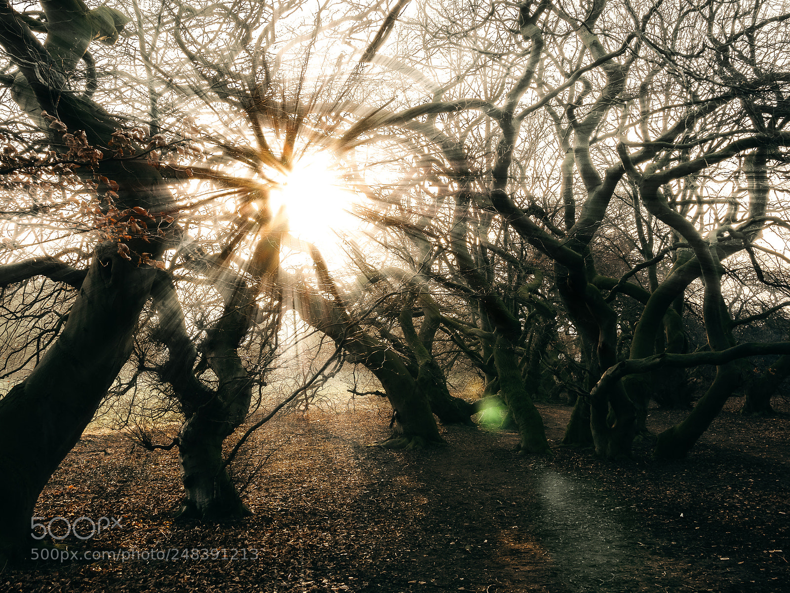 Panasonic Lumix DMC-GX85 (Lumix DMC-GX80 / Lumix DMC-GX7 Mark II) sample photo. Hunted trees photography