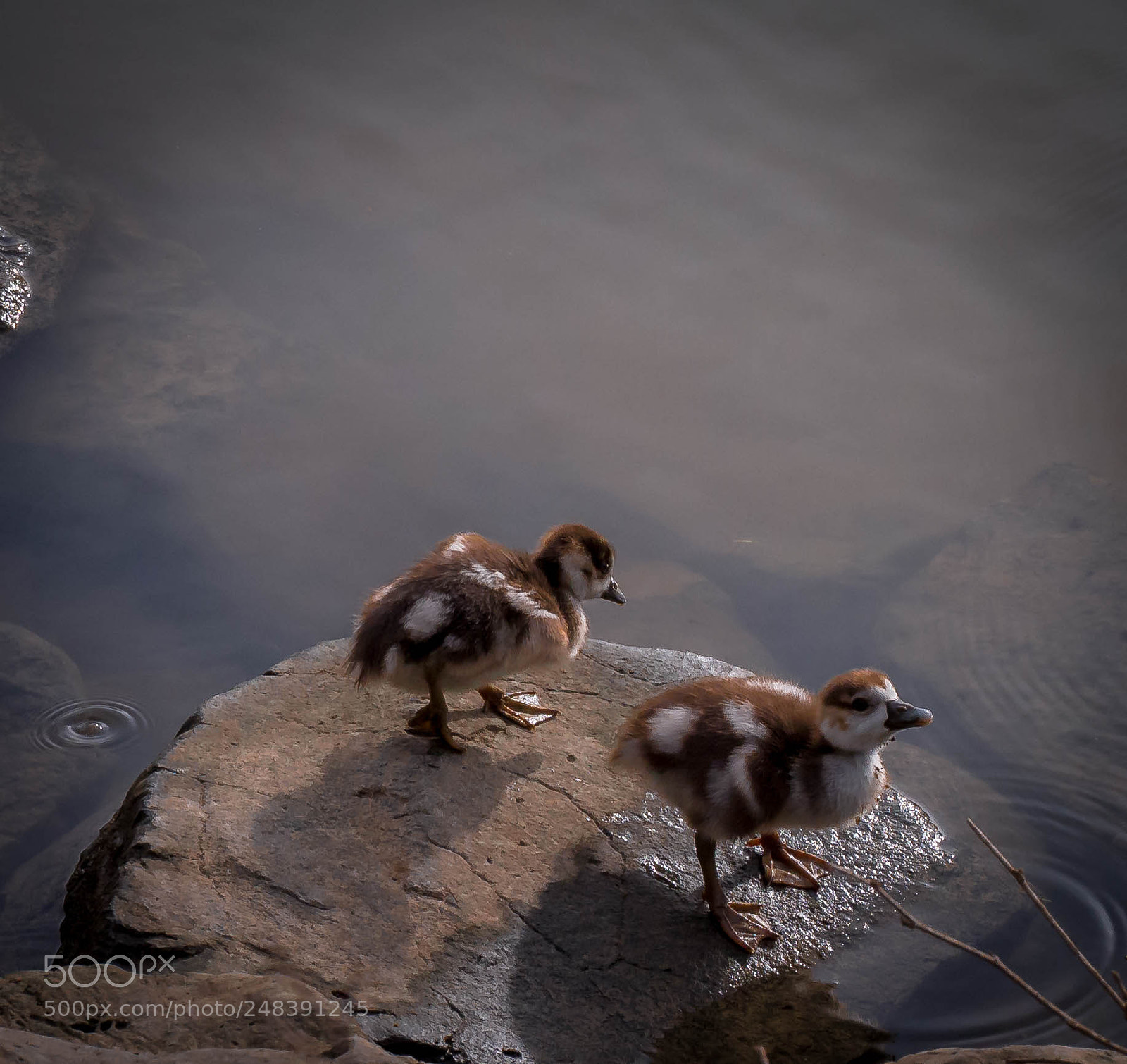Olympus OM-D E-M5 sample photo. Goslings drinking. photography