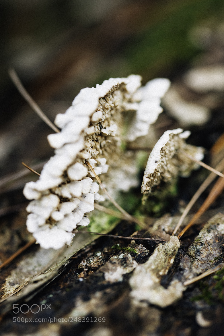 Nikon D600 sample photo. 180306 photography