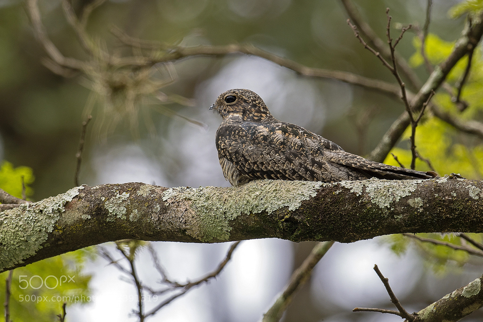 Nikon D5 sample photo. Common nighthawk photography
