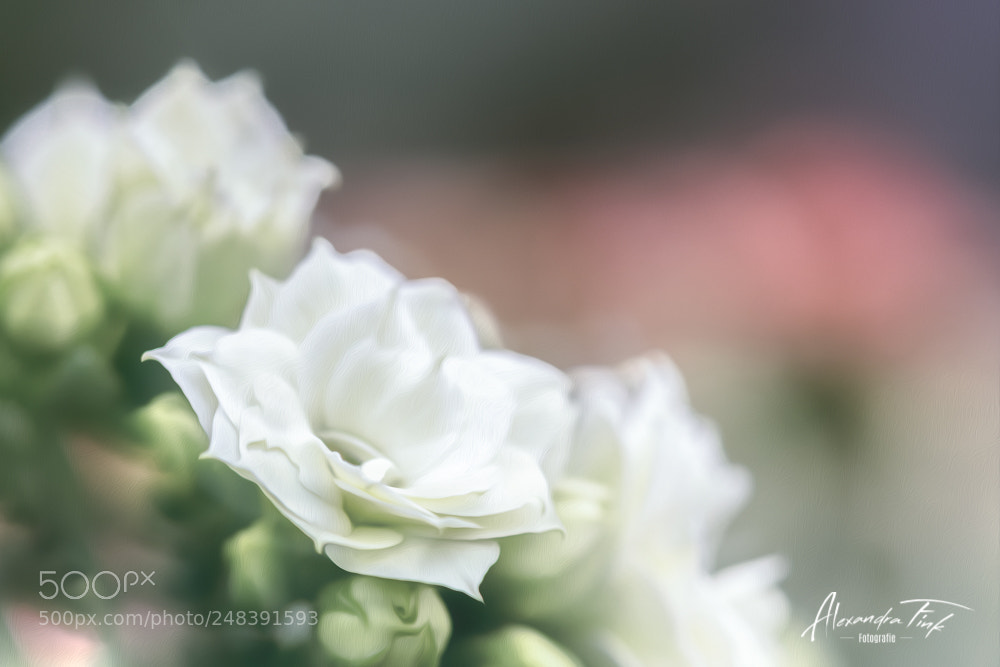 Nikon D850 sample photo. Flowerpower iii photography