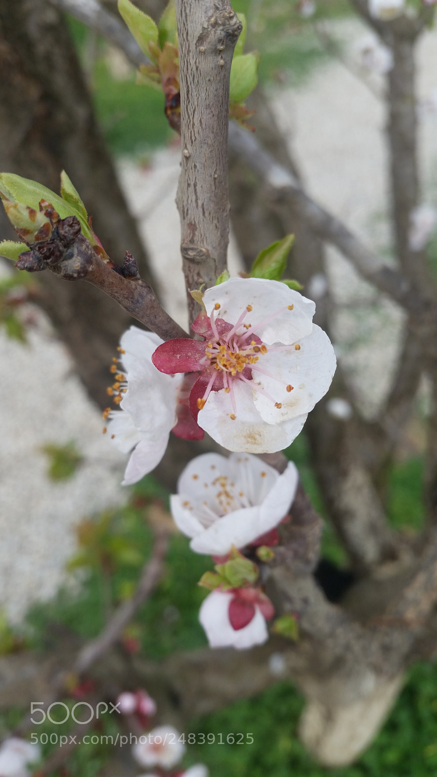 Samsung Galaxy S5 sample photo. Untitled photography
