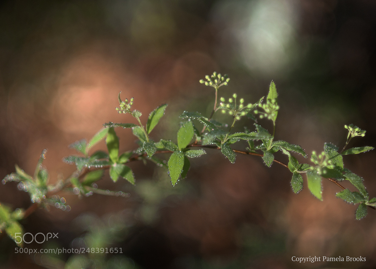Nikon D90 sample photo. Spirea photography