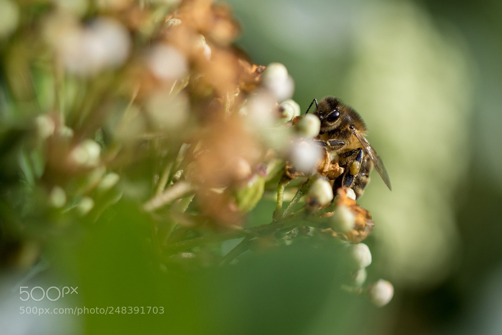 Nikon D7200 sample photo. First bee of 2018! photography