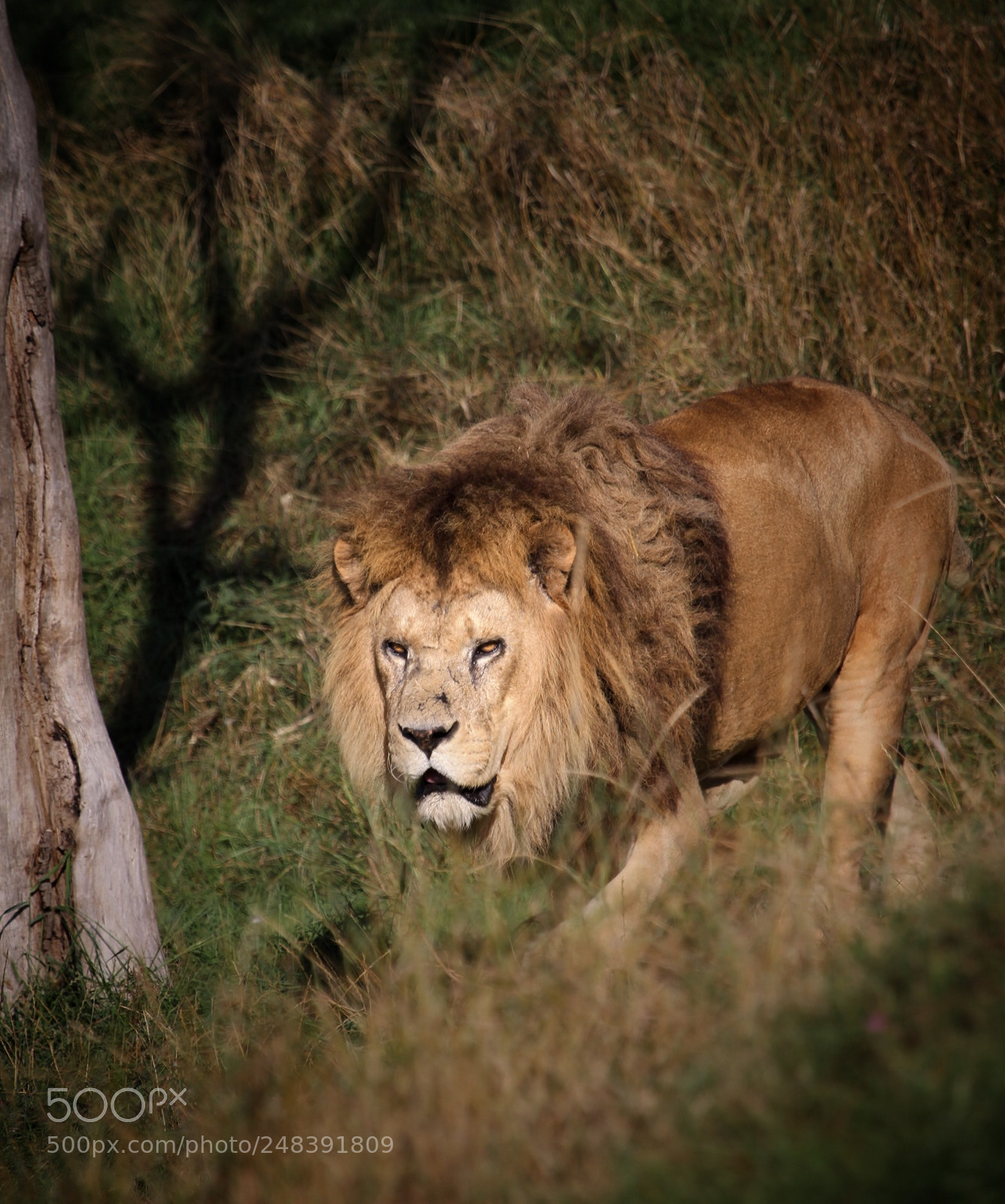 Canon EOS 7D sample photo. On the prowl photography