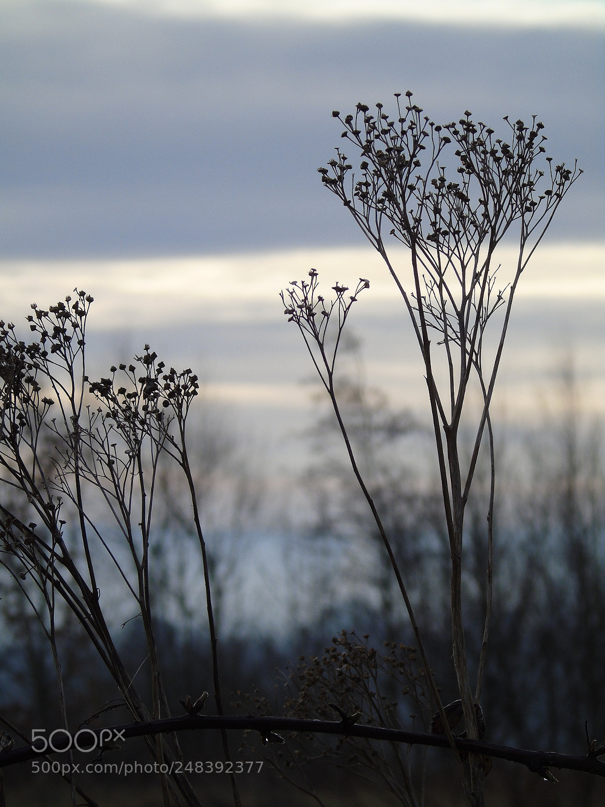 Sony Cyber-shot DSC-H400 sample photo. Seed heads in silhouette photography