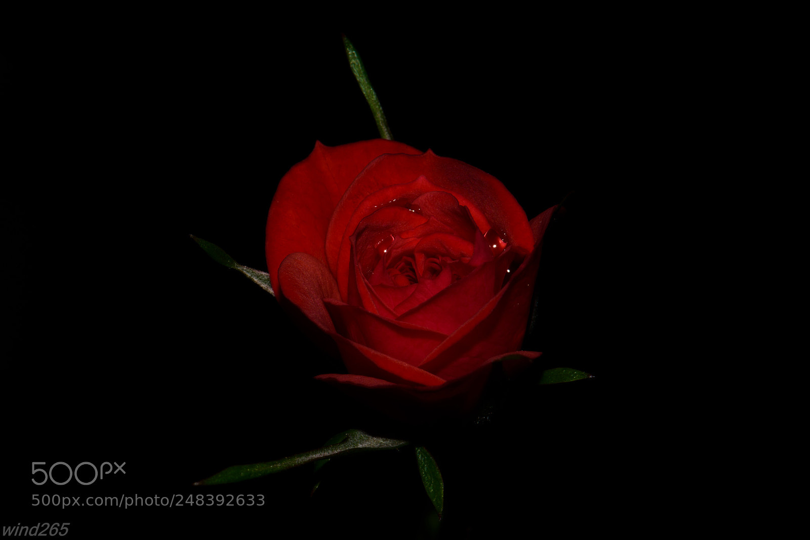 Nikon D810 sample photo. Untitled photography