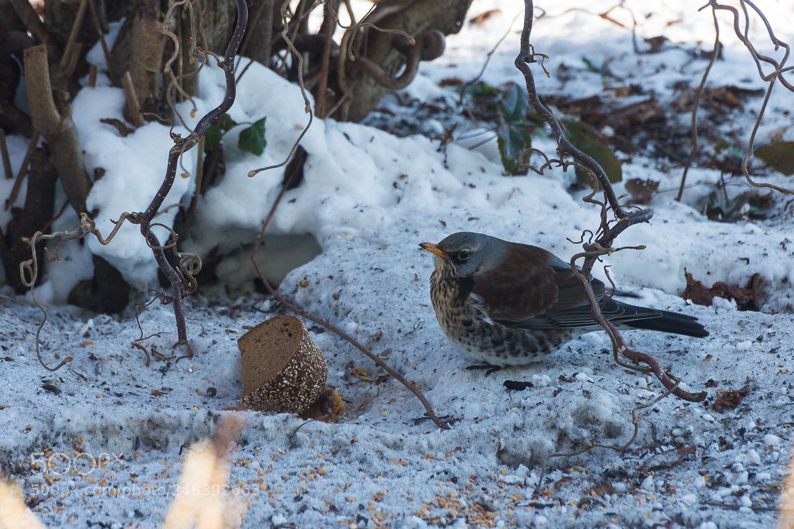 Nikon D7200 sample photo. Fieldfare - wacholderdrossel photography