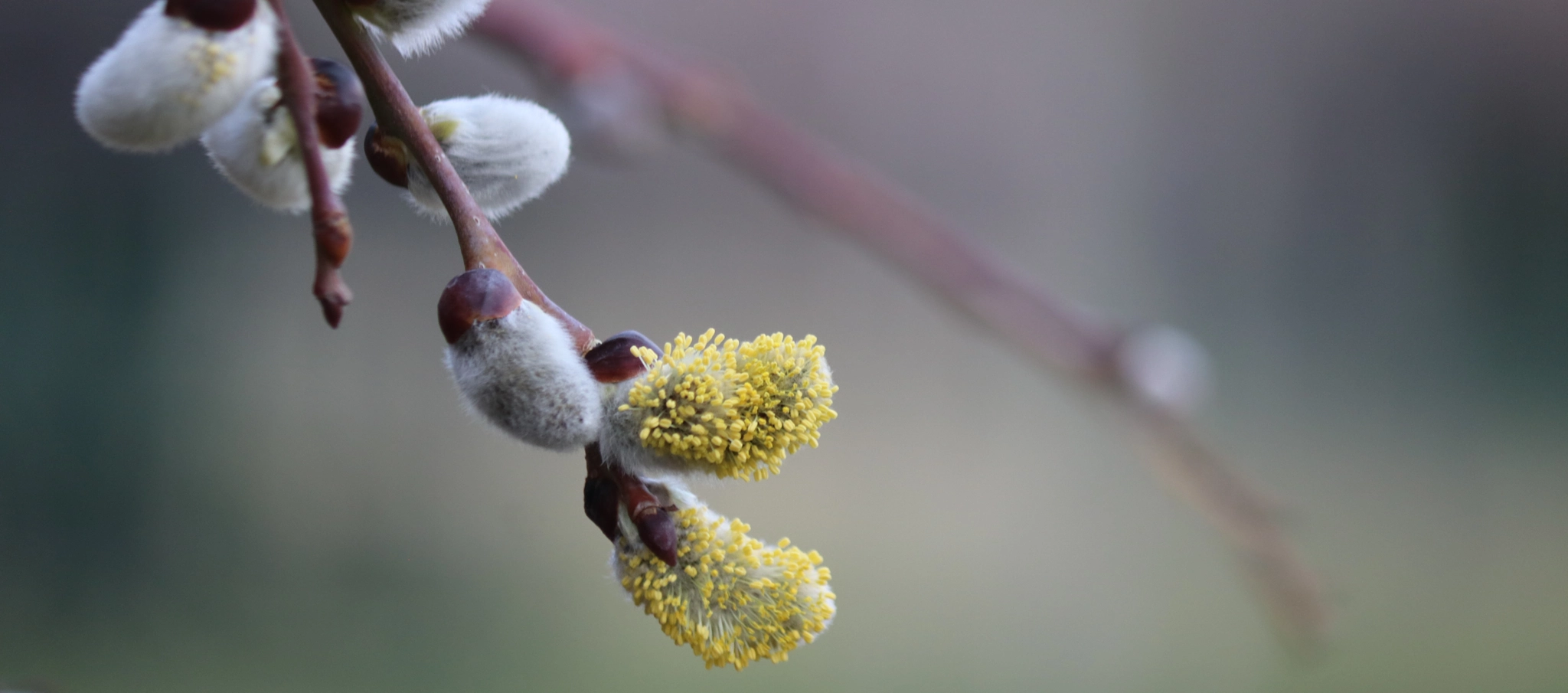 Canon EF-S 55-250mm F4-5.6 IS II sample photo. Tomurcuk / burgeon photography