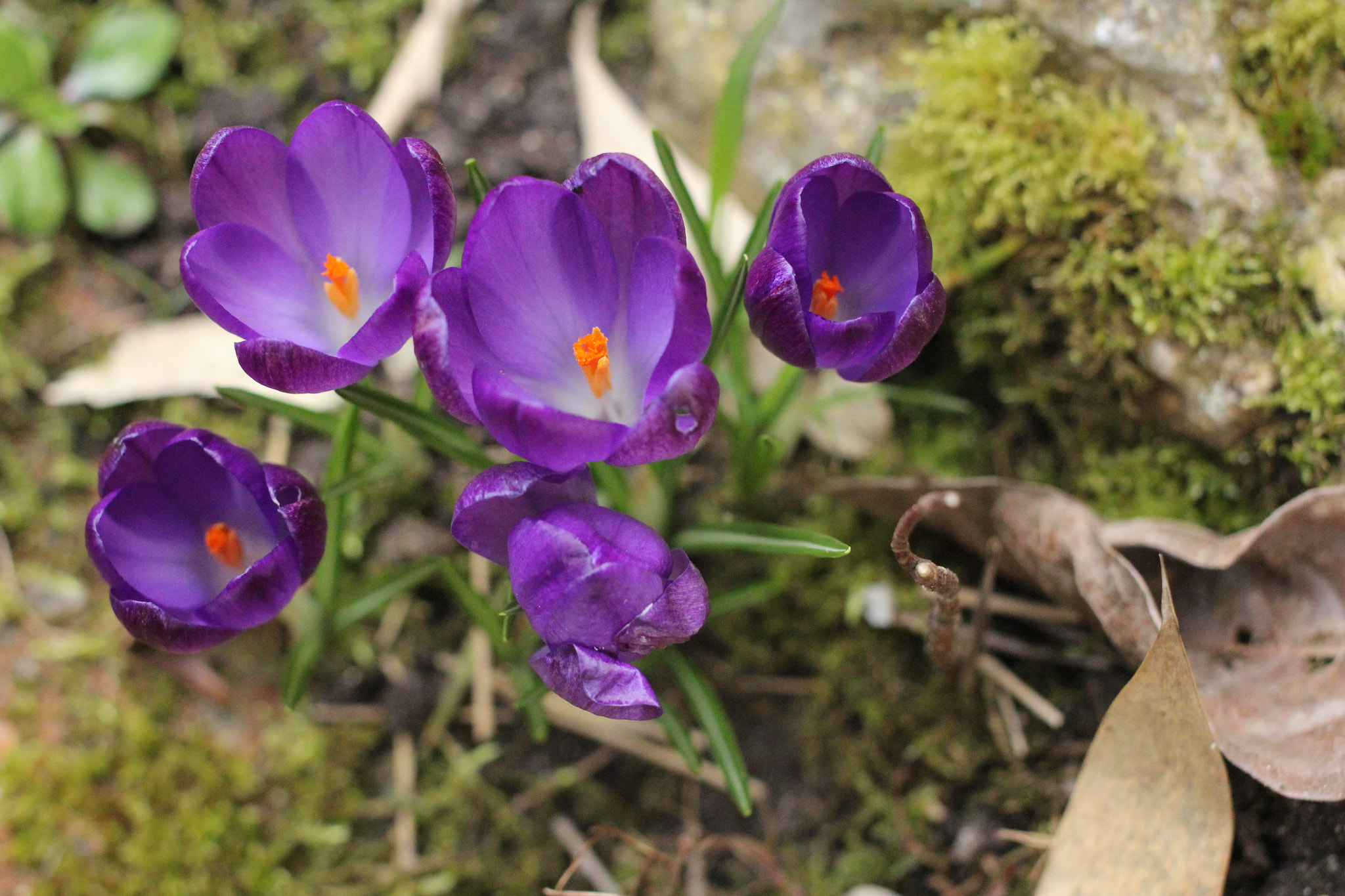 Canon EOS 600D (Rebel EOS T3i / EOS Kiss X5) + Canon EF 40mm F2.8 STM sample photo. Img photography