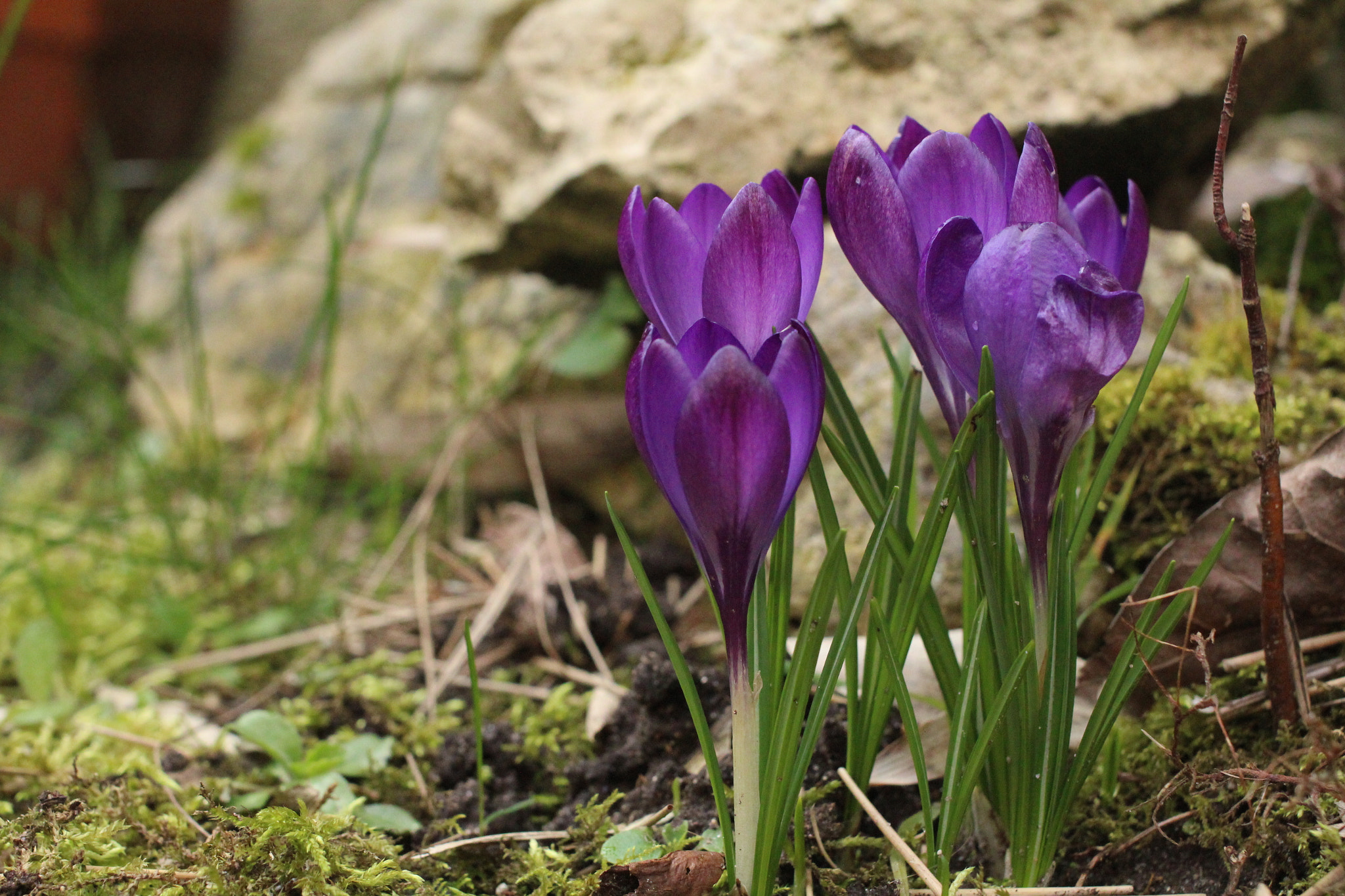 Canon EOS 600D (Rebel EOS T3i / EOS Kiss X5) + Canon EF 40mm F2.8 STM sample photo. Img photography