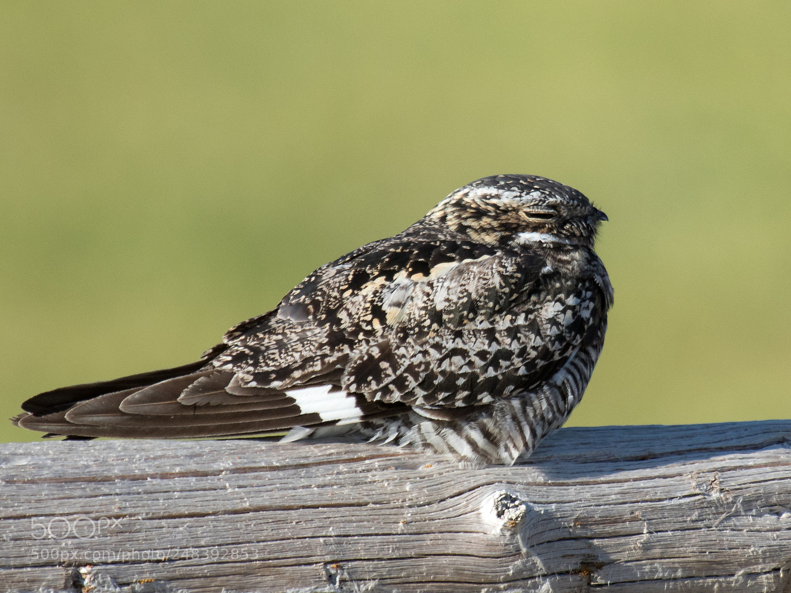 Canon EOS 7D Mark II sample photo. Common nighthawk male photography