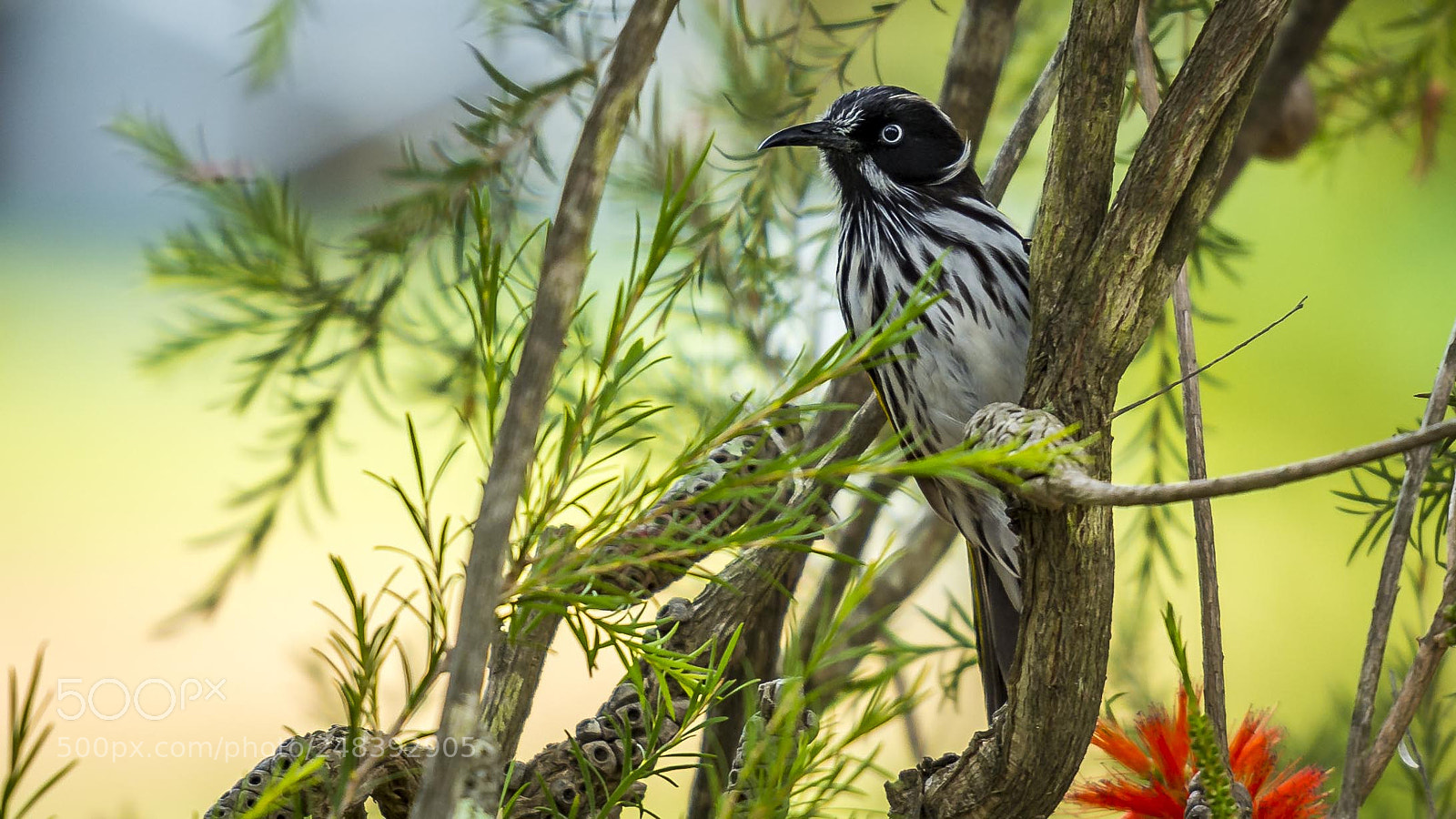 Nikon D7200 sample photo. The new holland honeyeater photography