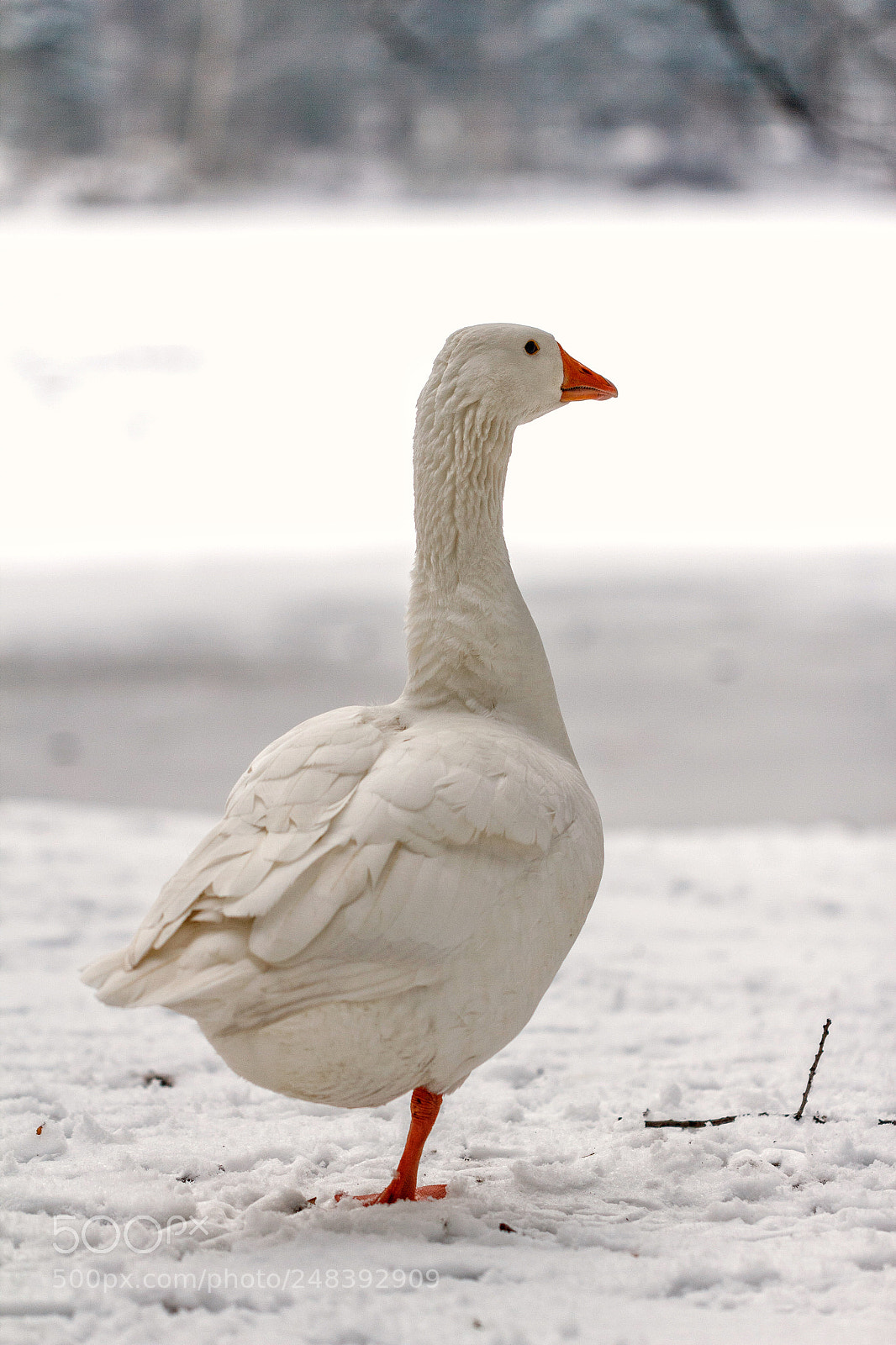 Canon EOS 550D (EOS Rebel T2i / EOS Kiss X4) sample photo. Goose balance photography