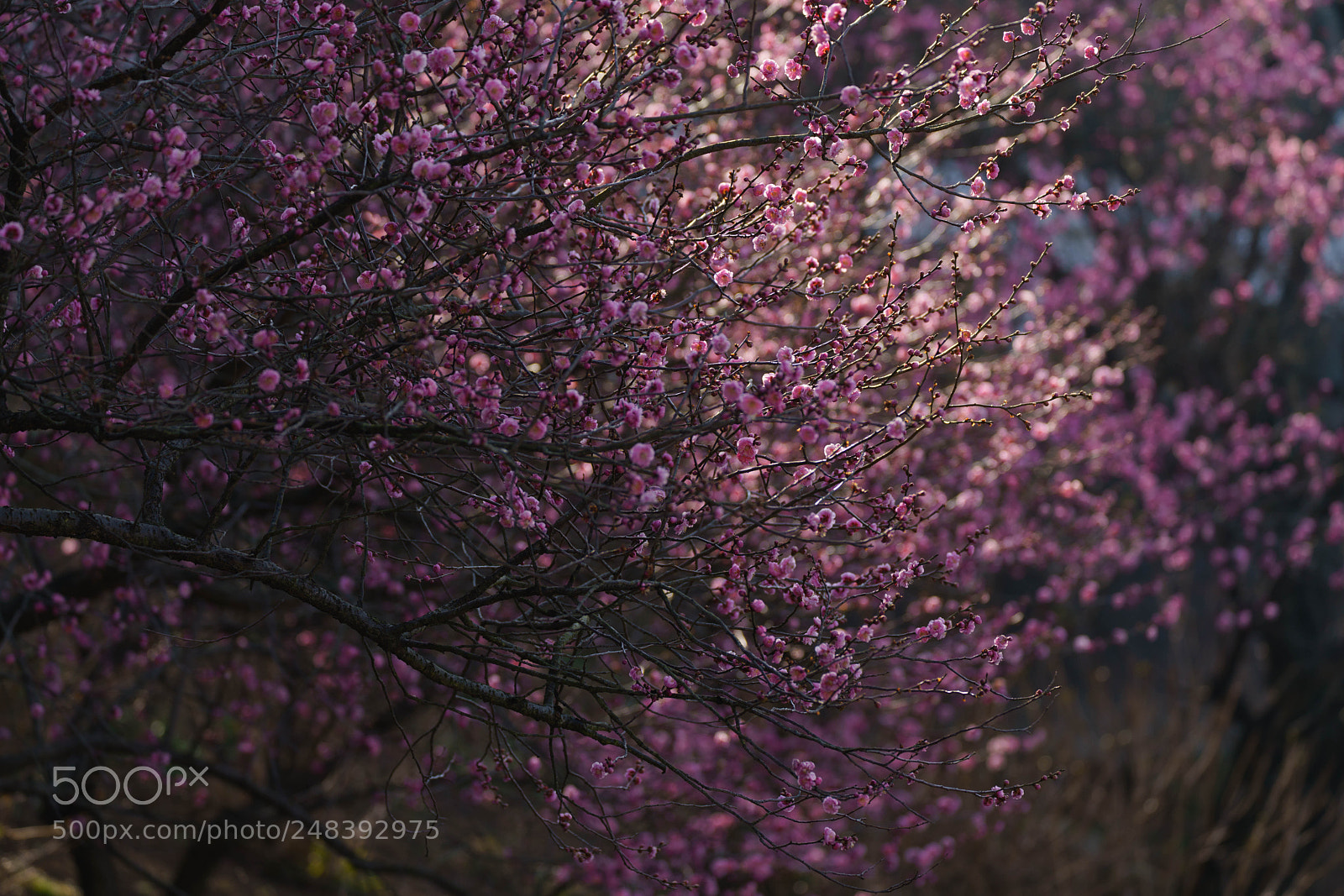 Sony a7R III sample photo. The limelight photography