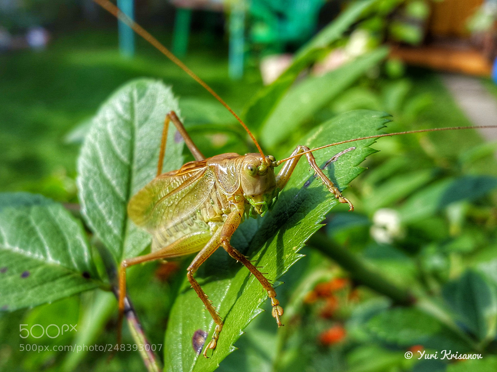 Samsung Galaxy Alpha sample photo. Curious grasshopper photography